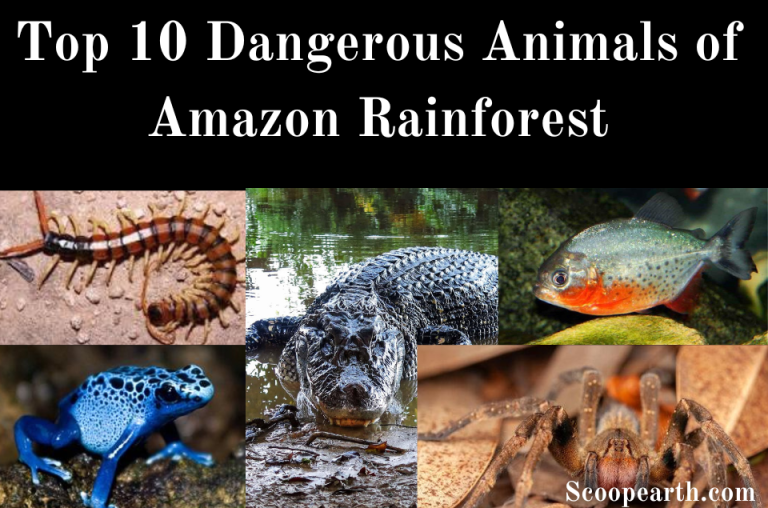 Top 10 Dangerous Animals of Amazon Rainforest