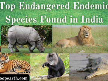 Endangered Endemic Species Found in India Found in India