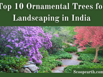 Ornamental Trees for Landscaping in India