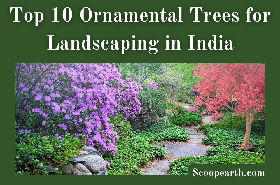 top-10-ornamental-trees-for-landscaping-in-india