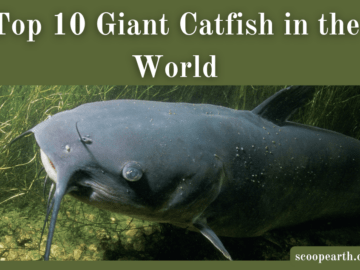 Giant Catfish in the World