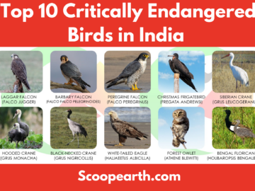 Critically Endangered Birds in India