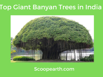 Giant Banyan Trees in India