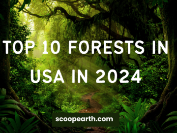 Top 10 Forests in USA