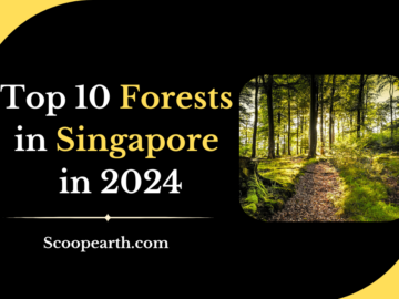 Forests in Singapore